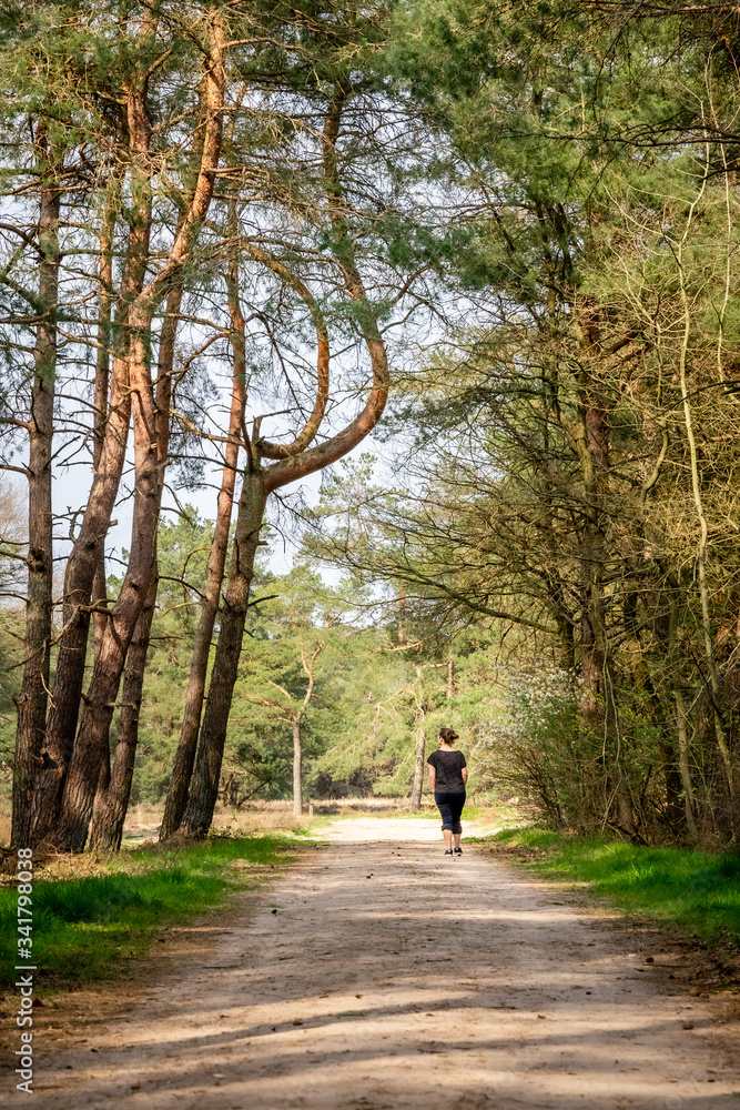 walk in the woods