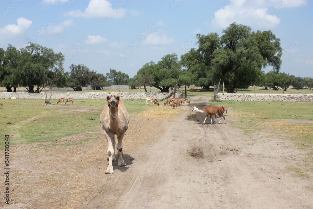 Camel, camello