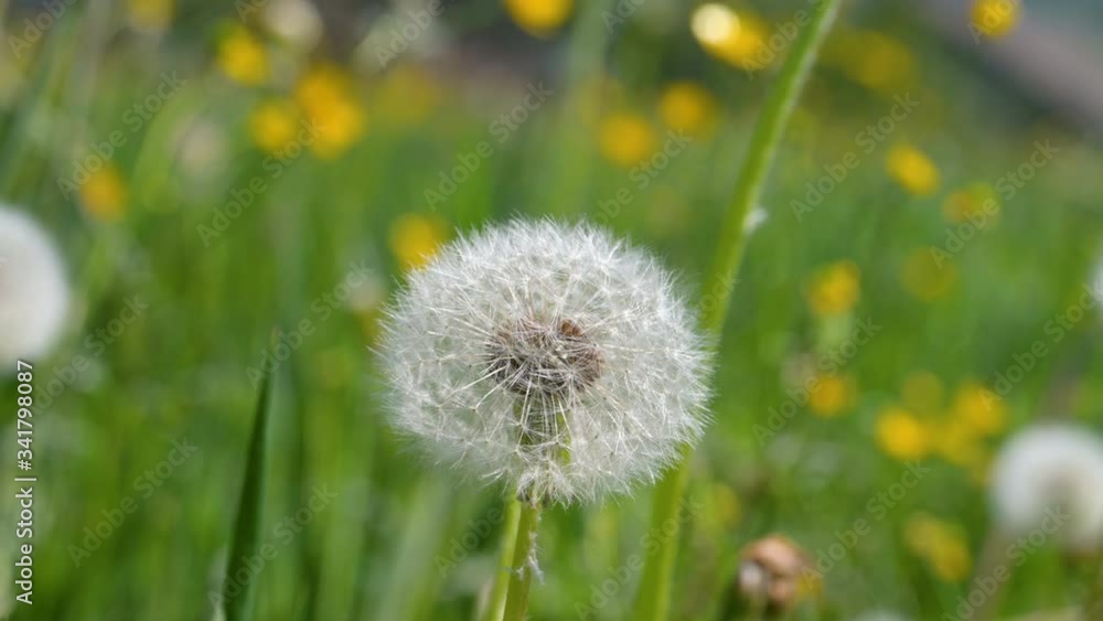 Macro shot of a dandelion on a green spring meadow in the wind Macro shot of a dandelion on a green spring meadow in the wind
