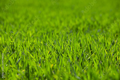 Sprouts of young green wheat. Agriculture background