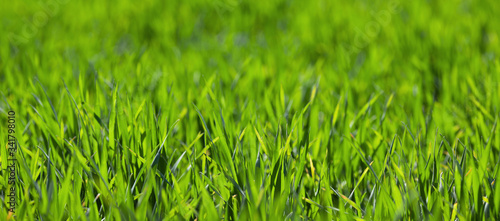 Young green wheat grows in a field. Agriculture backgrounds 