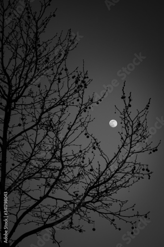 moon and tree