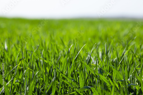 Lawn of green spring grass background