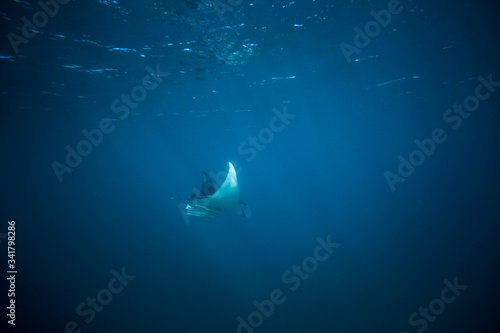 Manta Ray gliding through the deep 