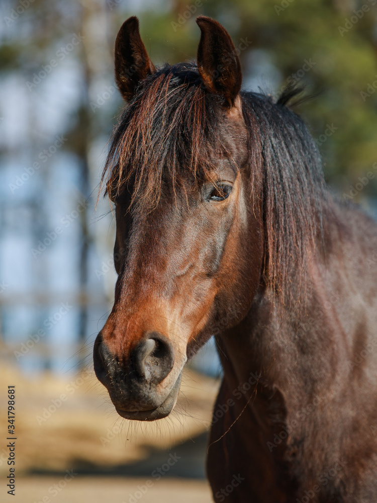 Fototapeta premium closeup portrait of mare horse in paddock in spring in daytime