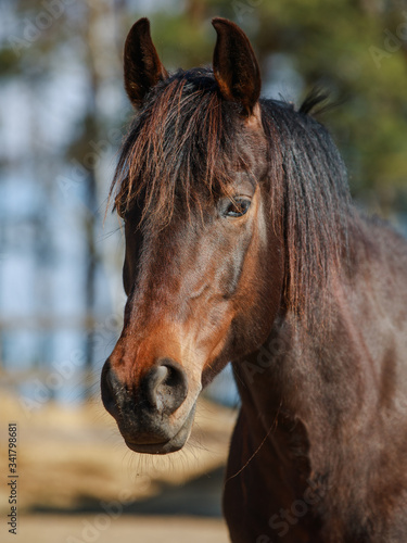 closeup portrait of mare horse in paddock in spring in daytime
