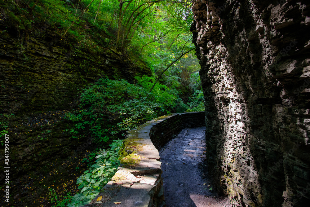 Obraz premium path in the forest