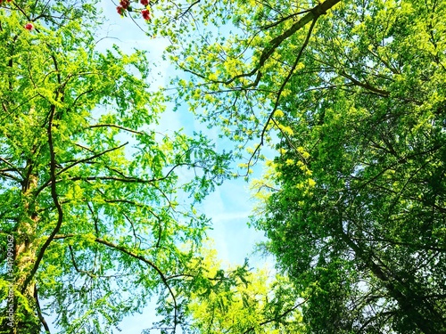 Sommer in Würzburg: Der Stadtdschungle photo