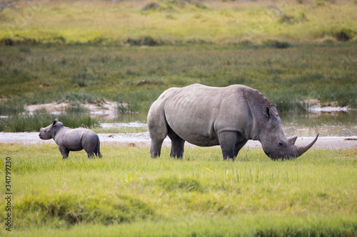 Nashorn Mama und Baby