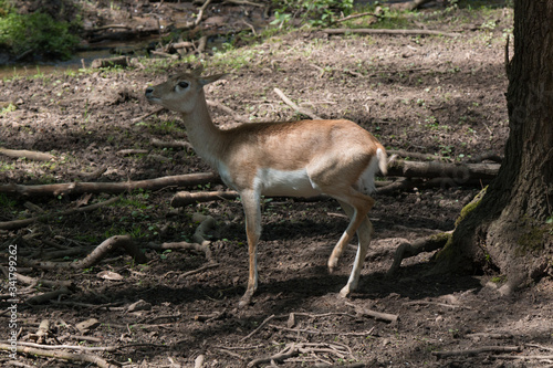 Hirschziegenantilope photo