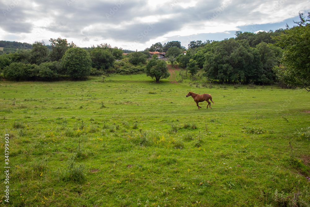 horse in the meadow horse in the meadow