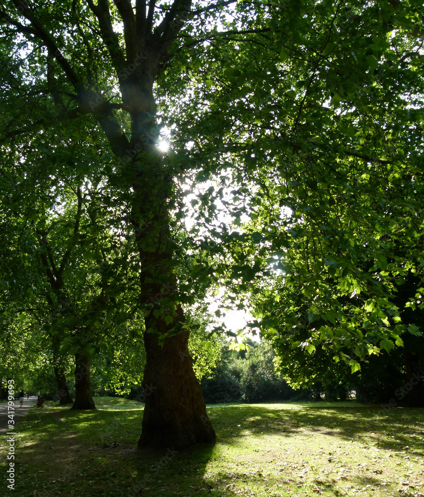 Fototapeta premium tree in the park
