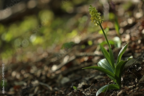 Blasses Knabenkraut (Orchis pallens) photo