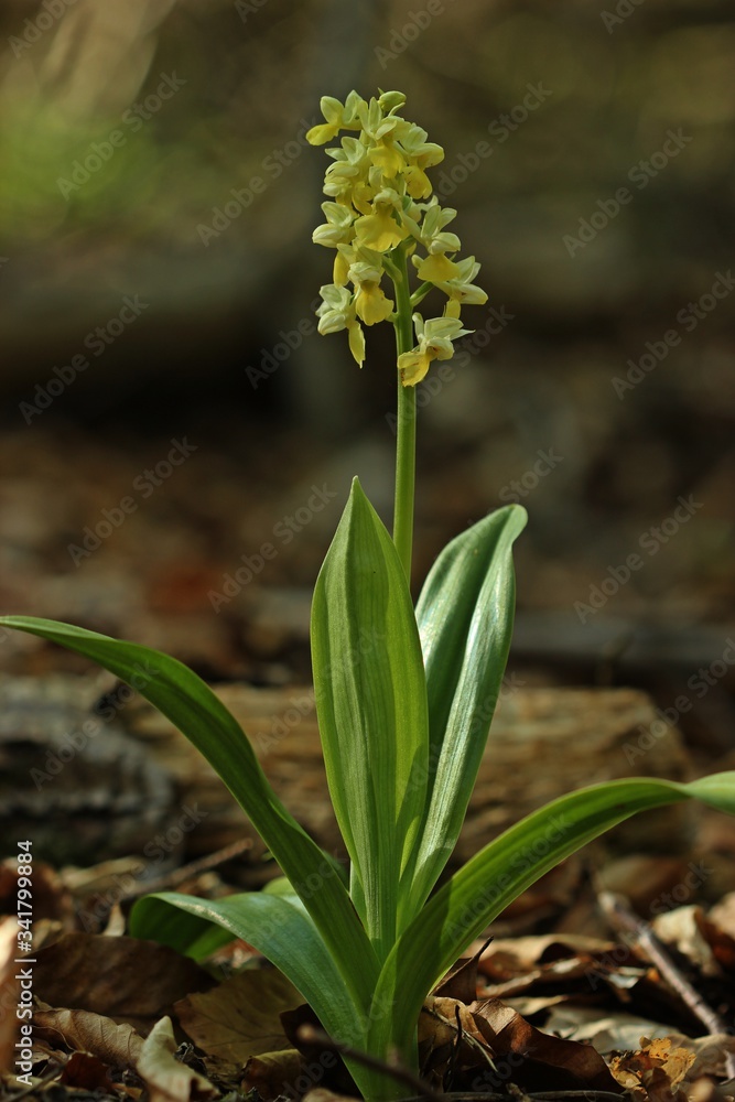 Fototapeta premium Blasses Knabenkraut (Orchis pallens)
