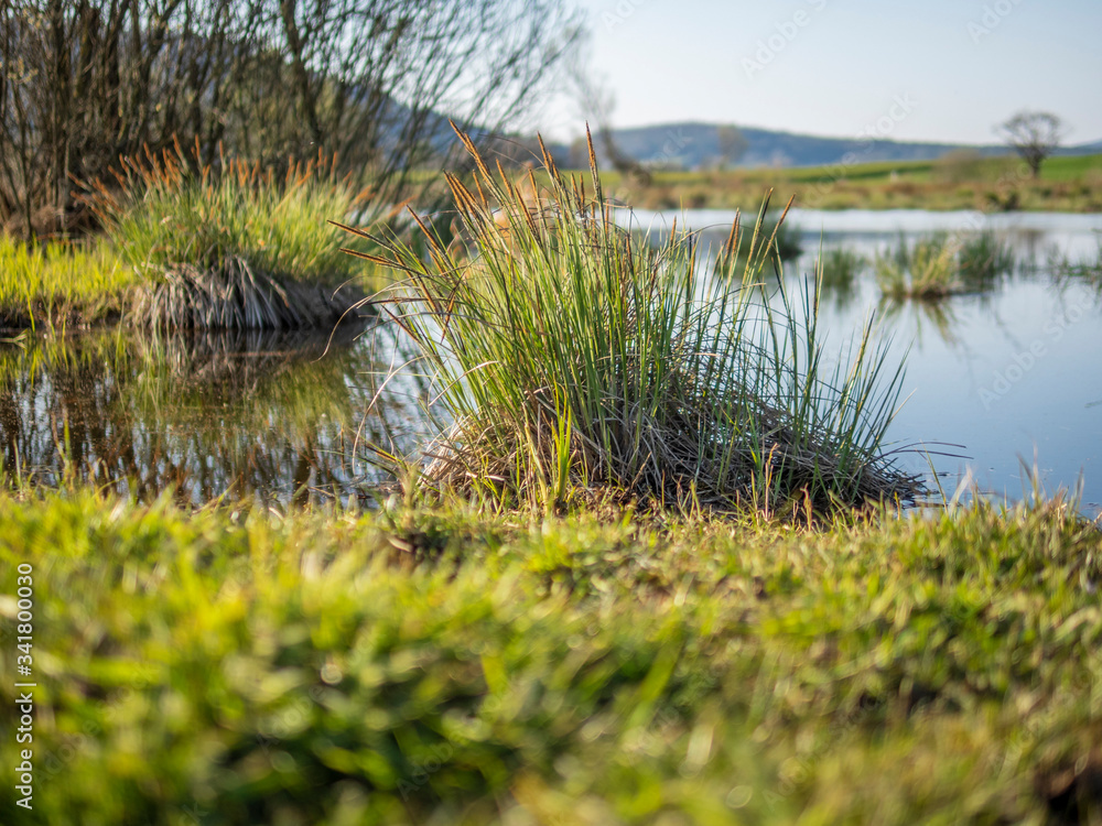 Fototapeta premium Dry patches of grass on the border of a lake in Switzerland