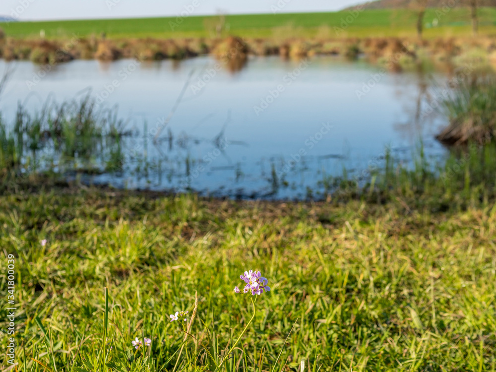 Obraz premium Pink wildflowers among the grass on the border of a lake in Switzerland