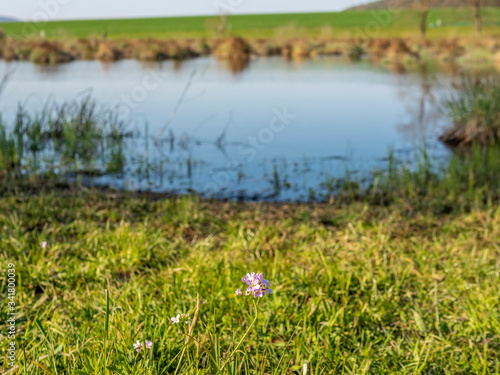 Pink wildflowers among the grass on the border of a lake in Switzerland