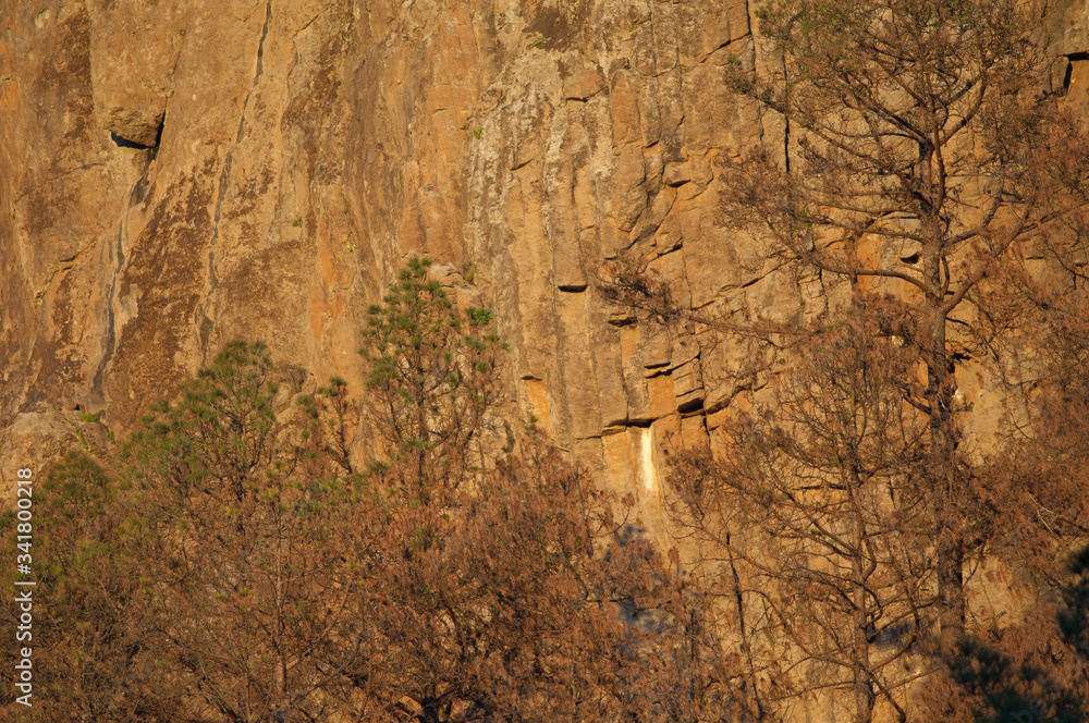 Fototapeta premium Morro de Pajonales and forest of Canary Island pine Pinus canariensis. Integral Natural Reserve of Inagua. Tejeda. Gran Canaria. Canary Islands. Spain.