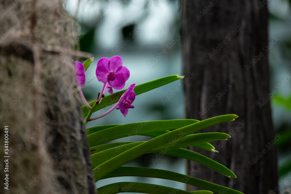 Nice purple mini phalaenopsis moth orchids on tree