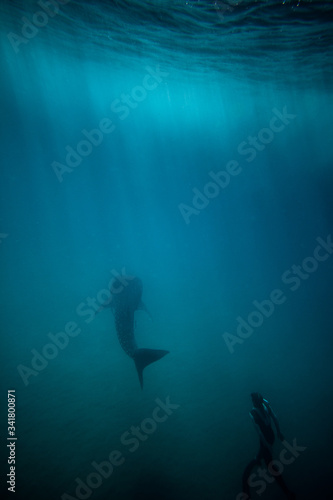 Whale Shark © Sacha Specker