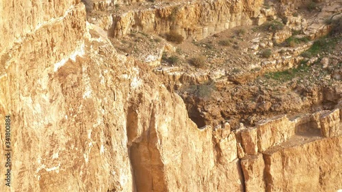 Swift birds Flying near cliif in desert, Dead sea, Israel photo