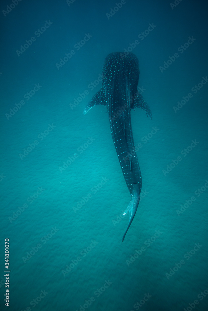 Obraz premium Whale Shark