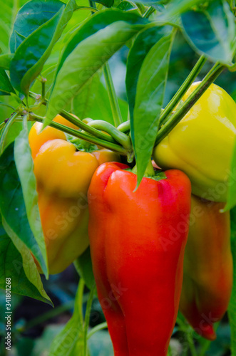 Sweet peppers on the vine, sweet  peppers on the field, pepper, vegetables
