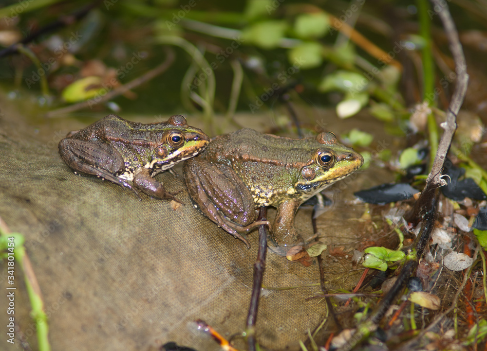 Perez's frogs Pelophylax perezi. La Lajilla. The Nublo Rural Park. Aldea de San Nicolas de Tolentino. Gran Canaria. Canary Islands. Spain. Perez's frogs Pelophylax perezi. La Lajilla. The Nublo Rural Park. Aldea de San Nicolas de Tolentino. Gran Canaria. Canary Islands. Spain.