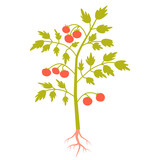 Tomato plant isolated on white background. Flat design. Vector illustration