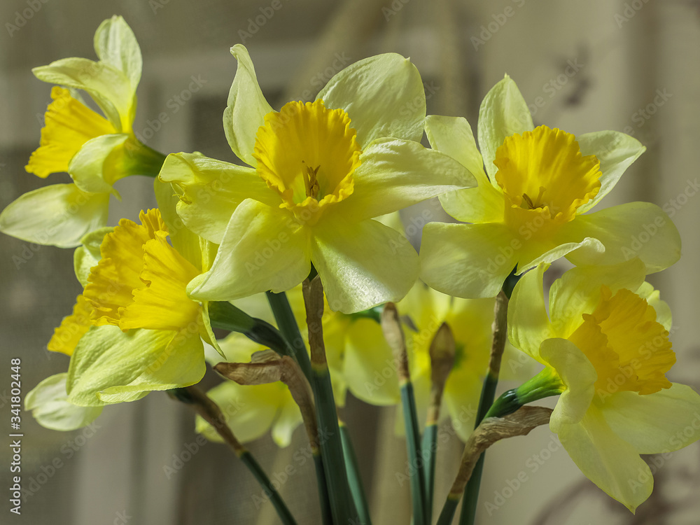 Obraz premium beautiful yellow daffodils in a bouquet 