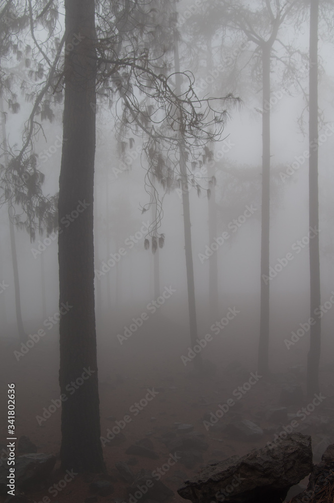 Naklejka premium Forest of Canary Island pine Pinus canariensis in the fog. Integral Natural Reserve of Inagua. Gran Canaria. Canary Islands. Spain.