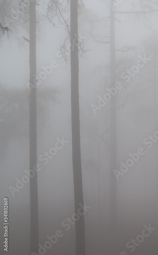 Forest of Canary Island pine Pinus canariensis in the fog. Integral Natural Reserve of Inagua. Gran Canaria. Canary Islands. Spain.