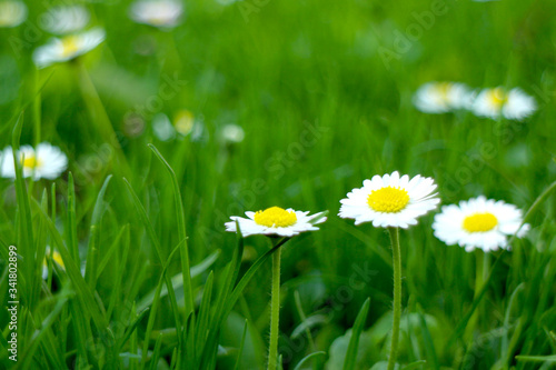 Little flowers closeup on blurred grass background