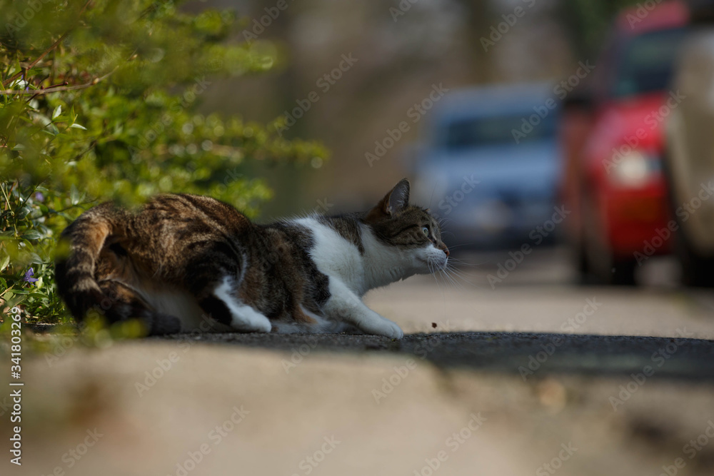 Katze an der Straße