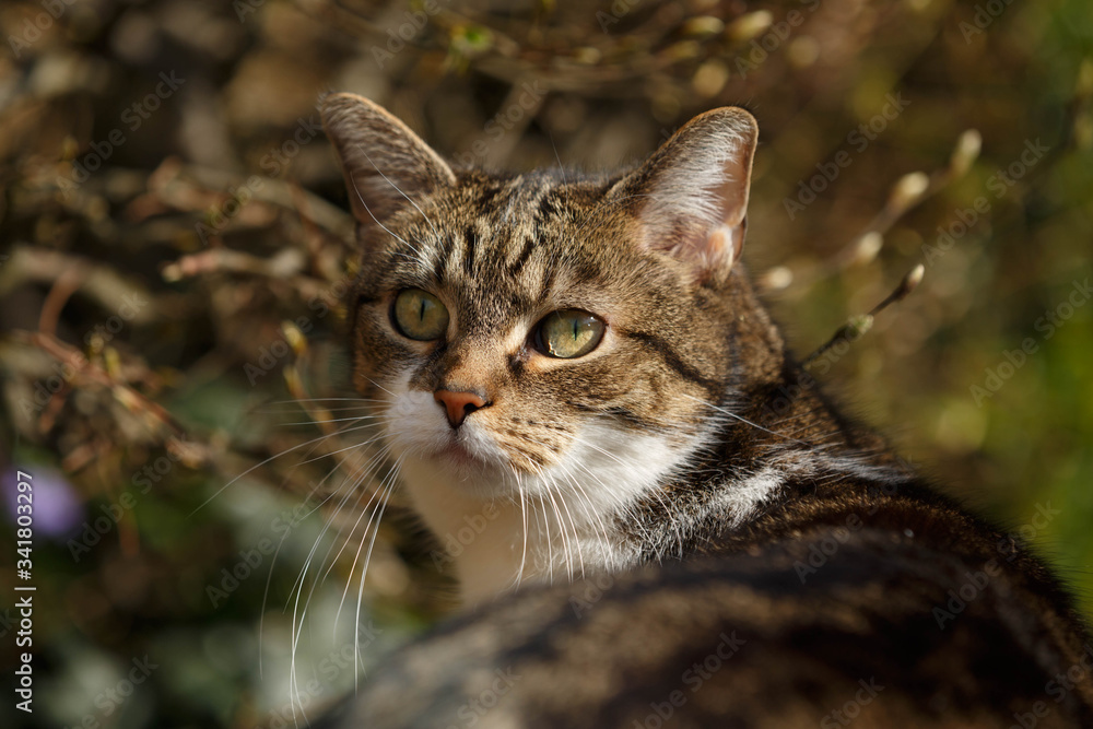 Katzenportrait