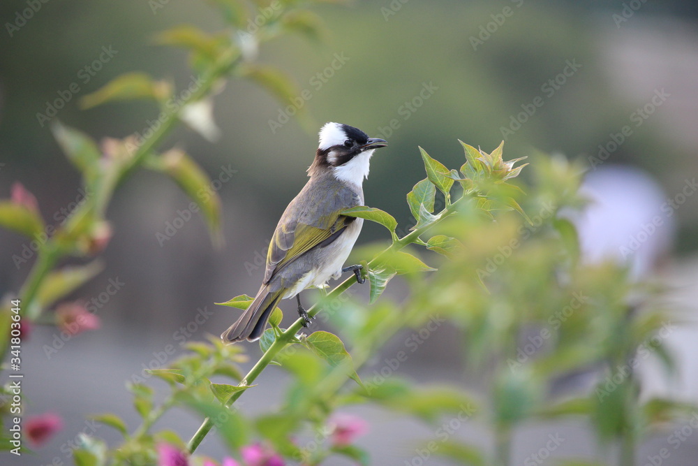 Obraz premium Bird on bush