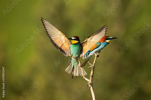 Vital european bee-eater, merops apiaster, landing with wings open wide in summer nature. Energetic bird with vivid plumage in flight during breeding season with blurred background