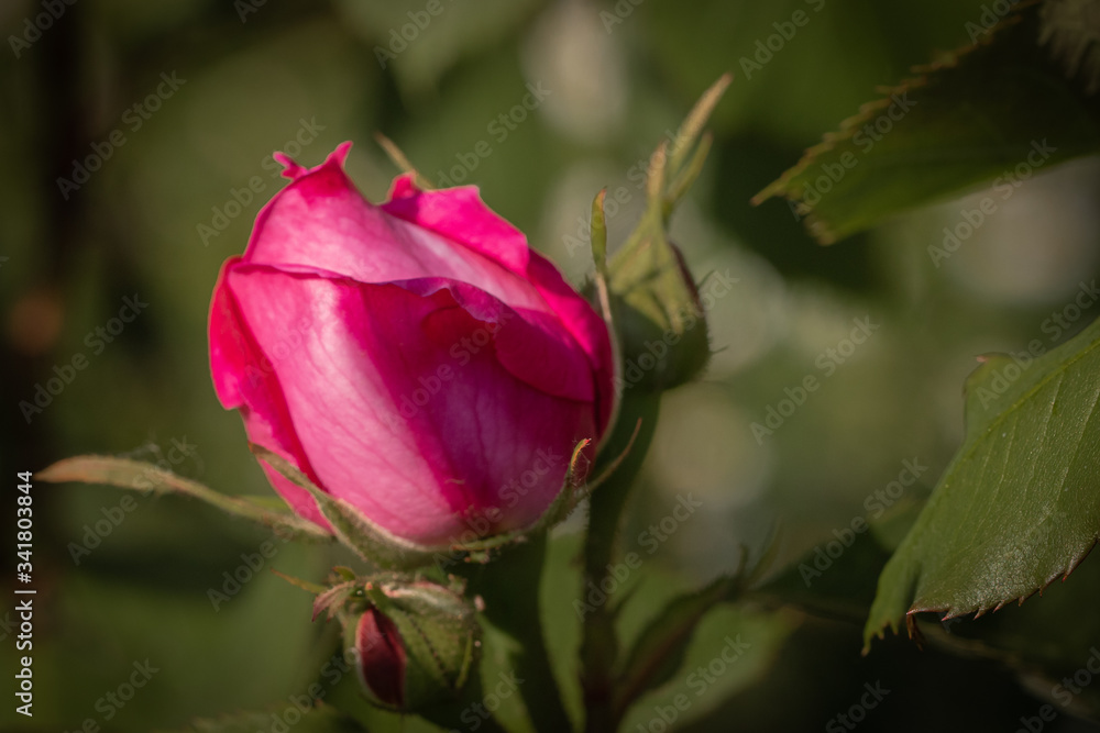 immagine in primo piano di rosa rosa su sfondo naturale verde immagine in primo piano di rosa rosa su sfondo naturale verde