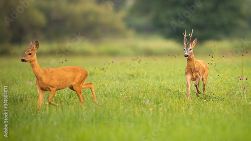 Pair of roe deer, capreolus capreolus, buck and doe in mating season in summer nature. Male animal running after female. Concept of chasing love. Wildlife scenery from nature.