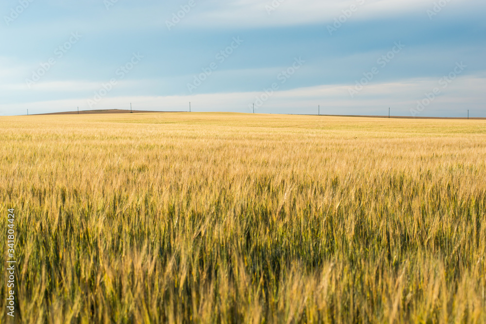 a field of Golden wheat with a stormy sky above it a field of Golden wheat with a stormy sky above it