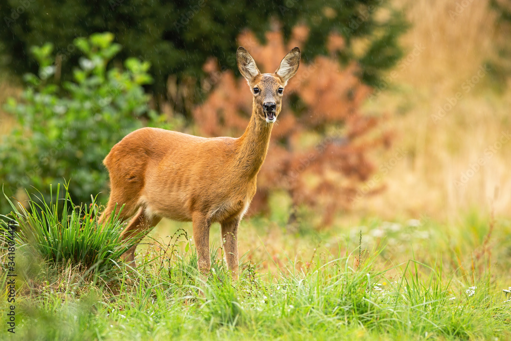 Alert roe deer, capreolus capreolus, doe chewing with open mouth on summer meadow with green grass. Cute female mammal with orange fur and large ears listening attentively and facing camera in nature Alert roe deer, capreolus capreolus, doe chewing with open mouth on summer meadow with green grass. Cute female mammal with orange fur and large ears listening attentively and facing camera in nature