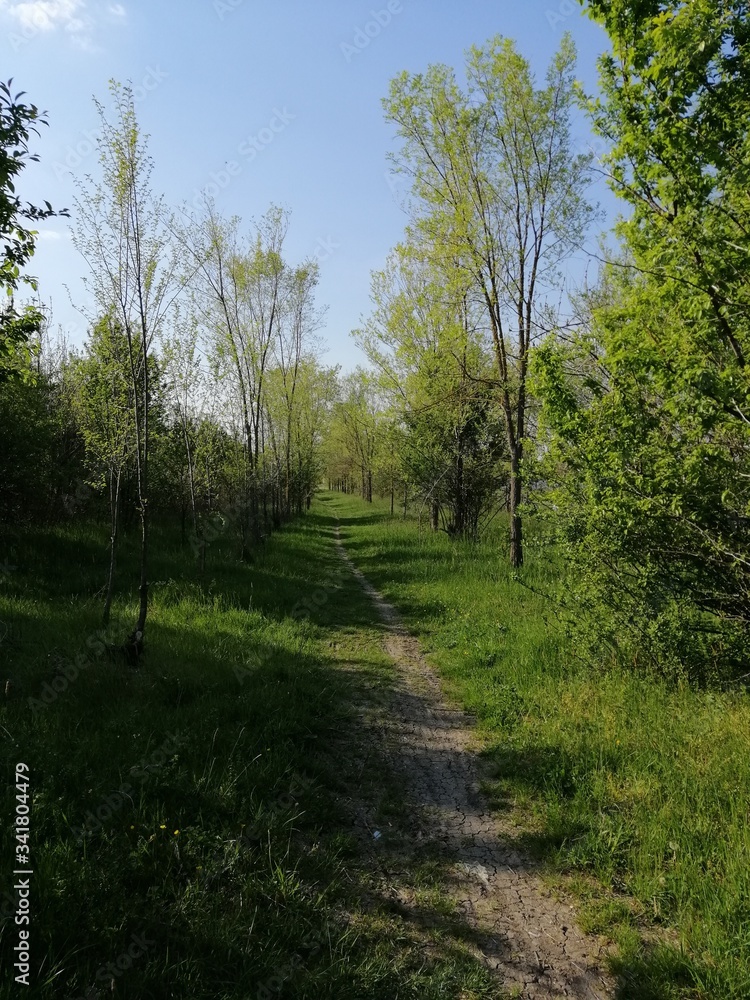Obraz premium Peaceful road path with trees
