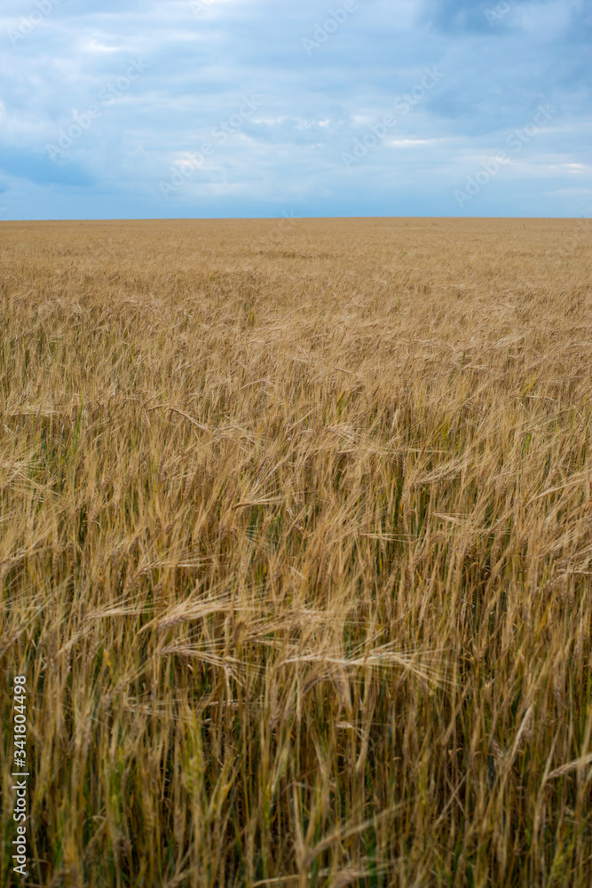 a field of Golden wheat with a stormy sky above it