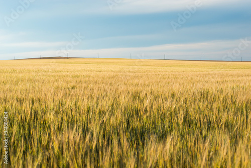 a field of Golden wheat with a stormy sky above it © Павел Чигирь