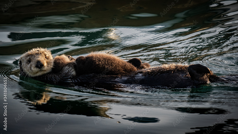 Obraz premium Sea Otters: Mommy and Baby sunbathing
