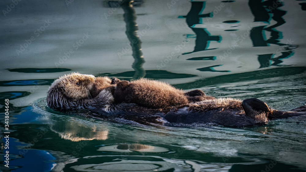 Obraz premium Sea Otters: Mommy and Baby sunbathing