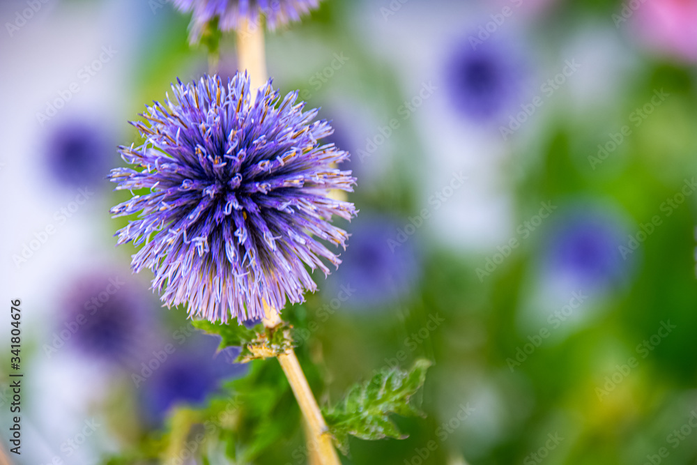 Purple burdock flower during his blossom time Purple burdock flower during his blossom time