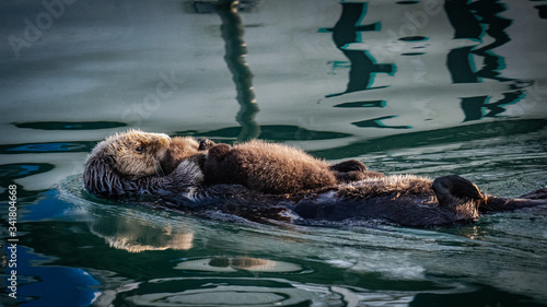 Sea Otters: Mommy and Baby sunbathing