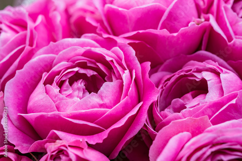 Wallpaper Mural Closeup of vibrant pink ranunculus blossoms in soft light Torontodigital.ca