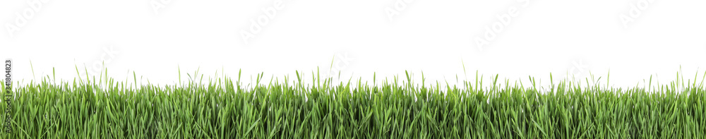 Naklejka Fresh green grass on white background, banner design. Spring season